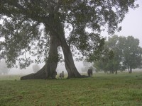 Horses on Common - Click for a Larger View
