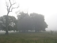 Mist on the Common - Click for a Larger View