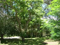 House Nesstling Amongst the Trees - Click for a Larger View