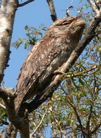 Tawny Frog Mouth in the Garden - Click for a Larger View