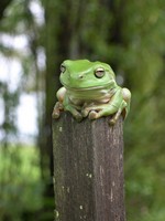 Green Tree Frog in the Garden - Click for a Larger View